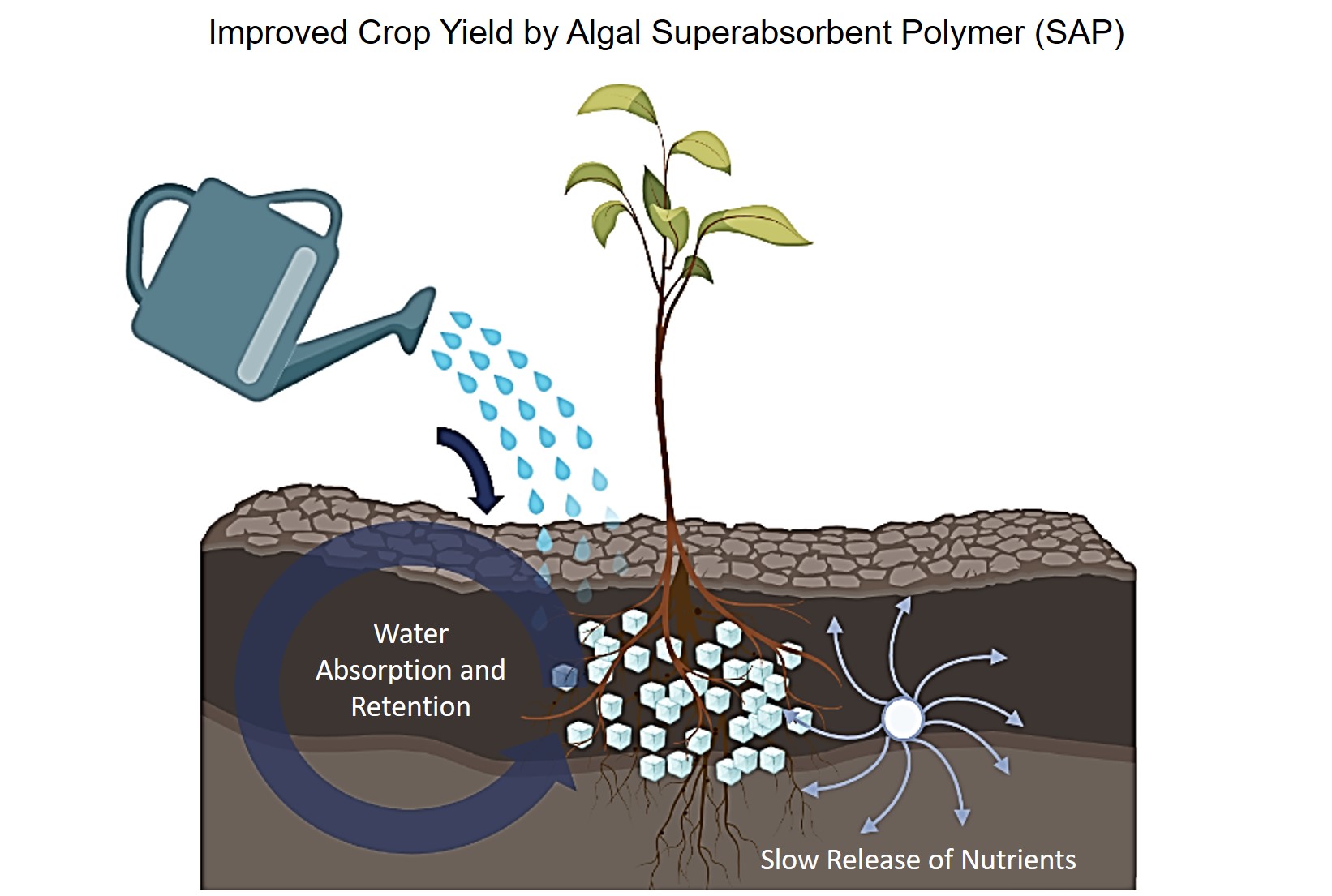 Algal Super Absorbent Polymer (Algal SAP) - Everflow Global